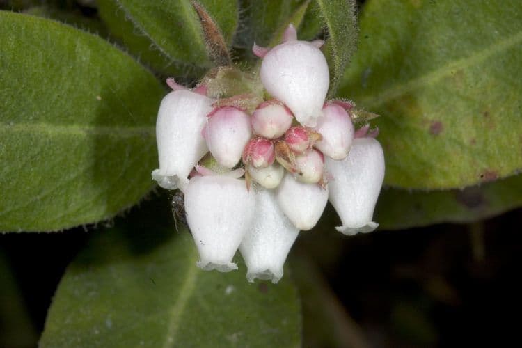 Arctostaphylos virgata