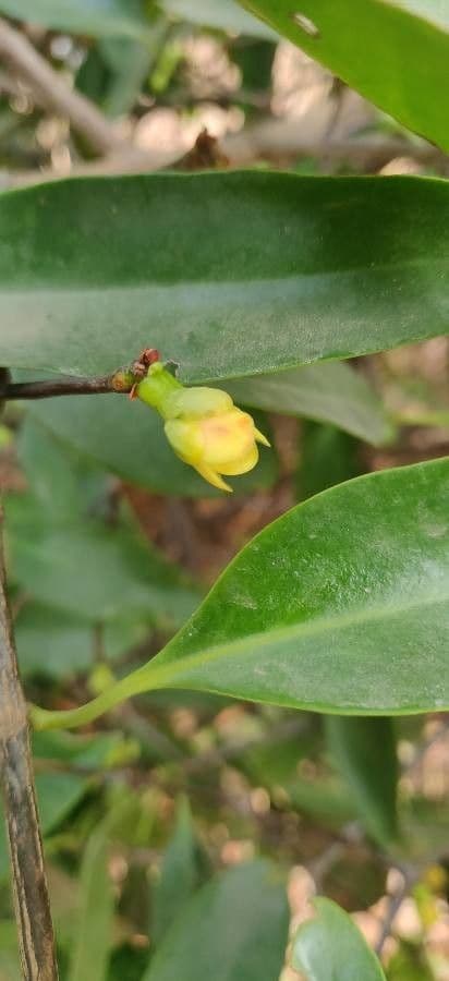 Garcinia 4