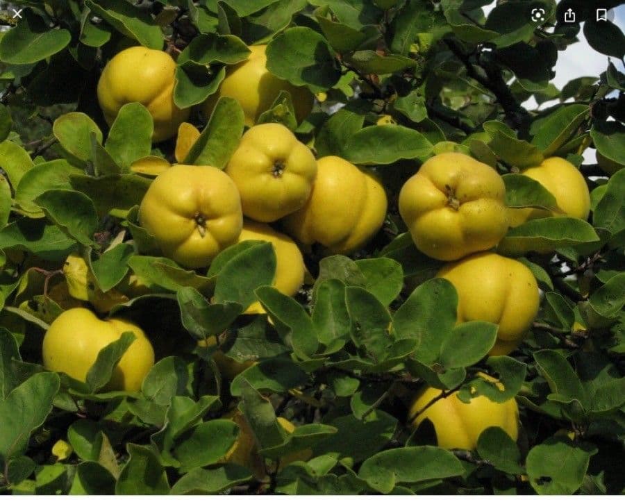 Cotogno 3
