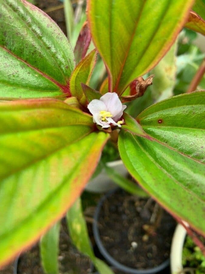 Mauritius-Tristemma 6
