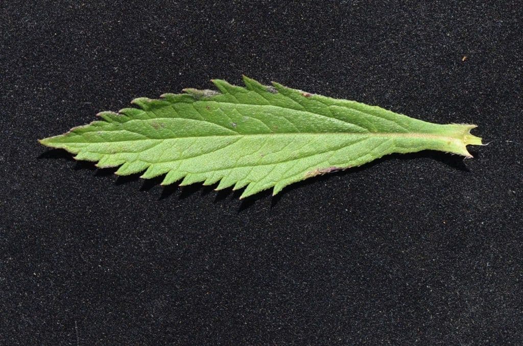 Verbena 26