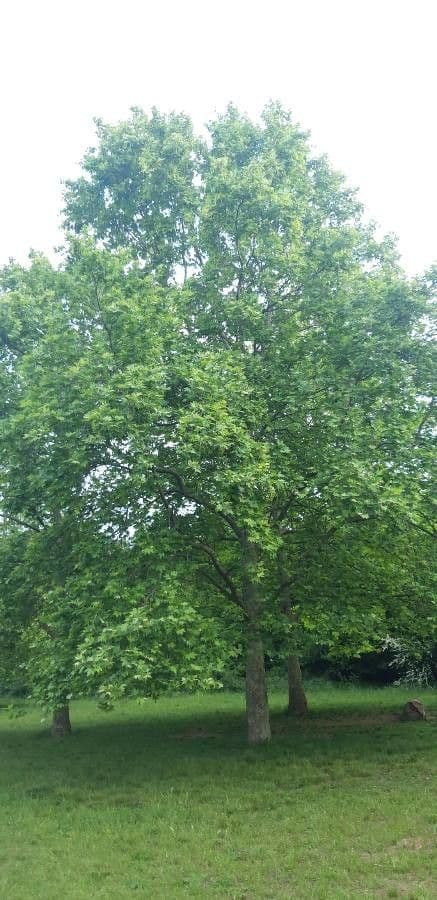 Platanus orientalis 29