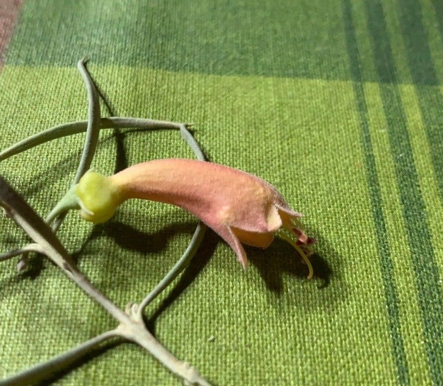 Eremophila dlouholistá 2