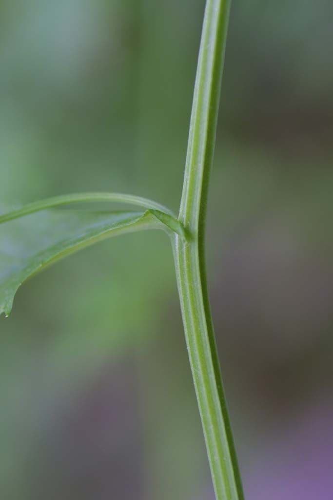 Iodanthus 18
