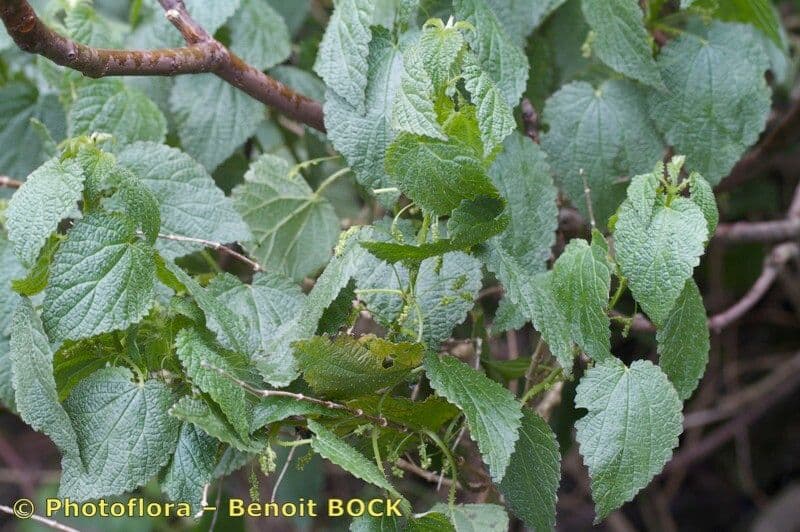 Ortica morifolia 19
