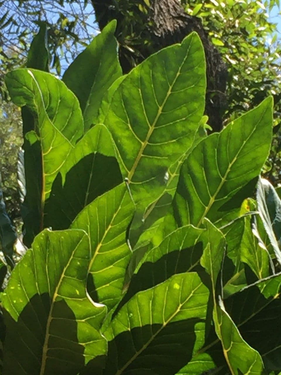 Meryta 15