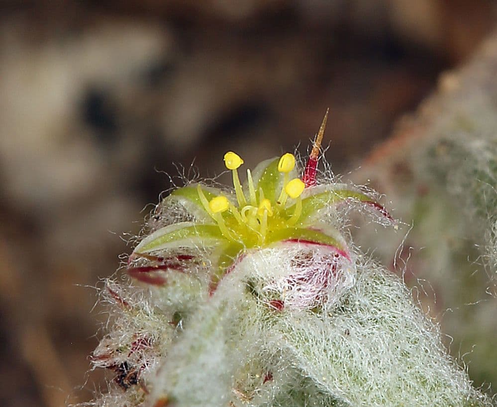 Hollisteria lanata 4