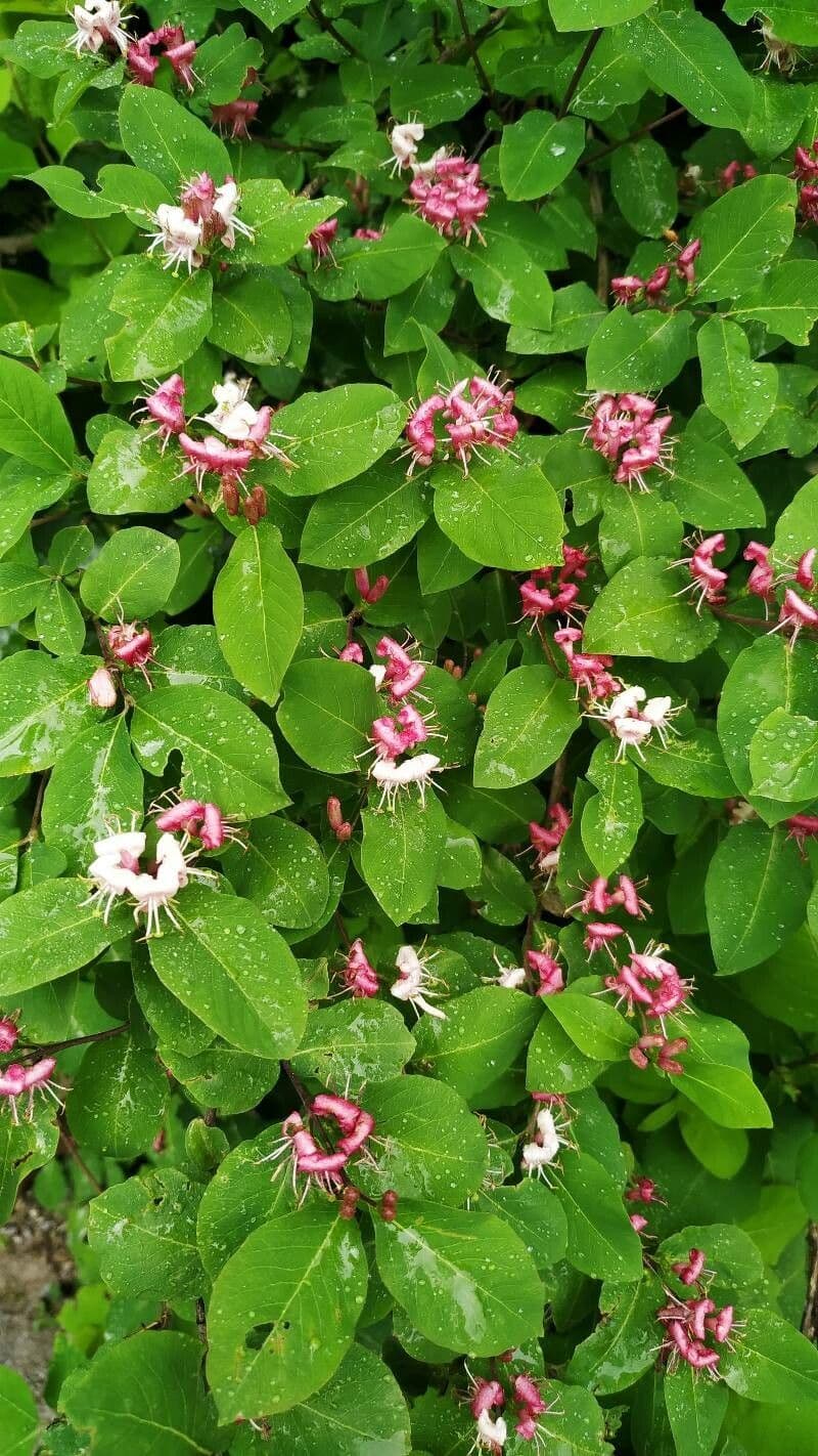 Caprifoglio caucasico 3