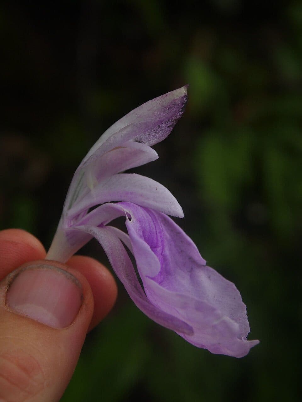 Roscoea 17