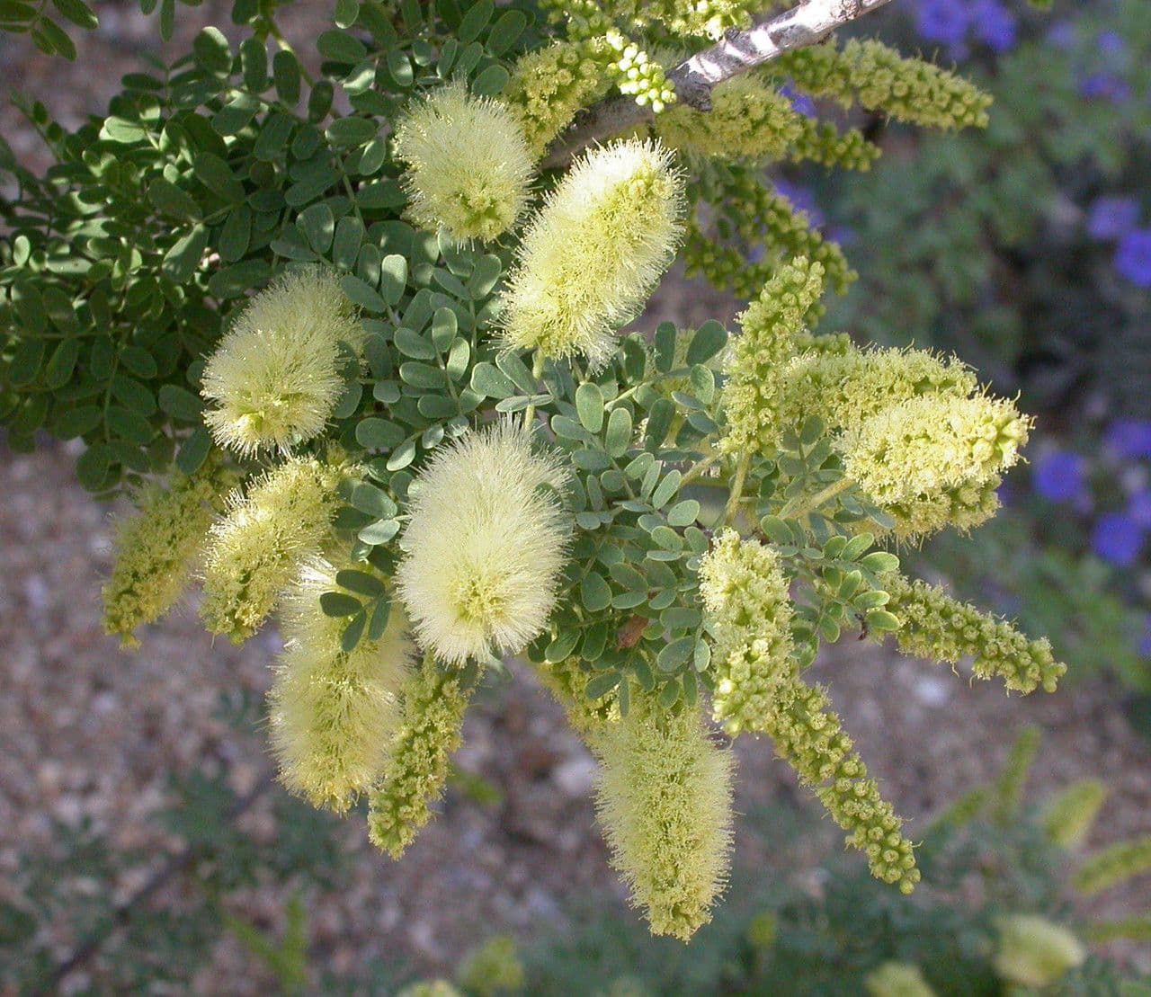 Kalternuss 8