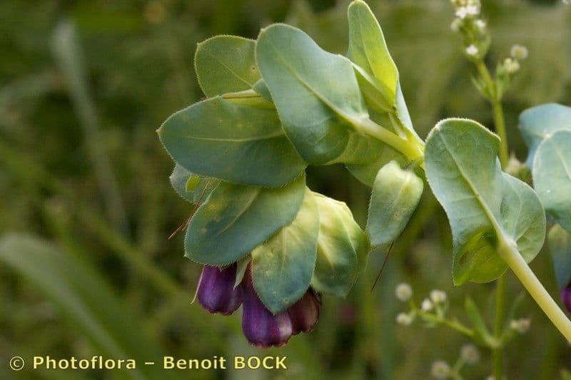 Cerinthe maggiore