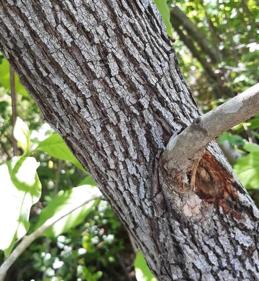 Magnolia acuminata 21