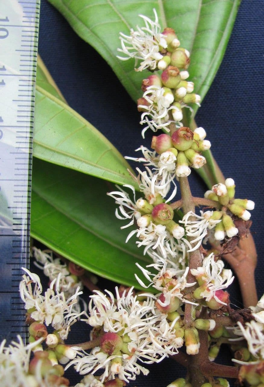 Miconia lonchophylla 9