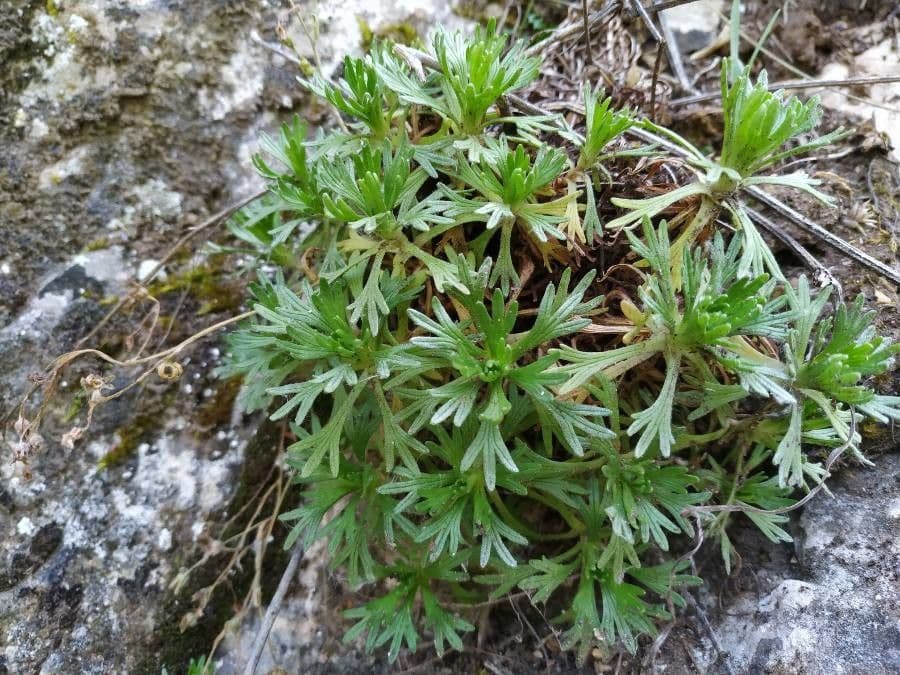 Sassifraga cuneata 13