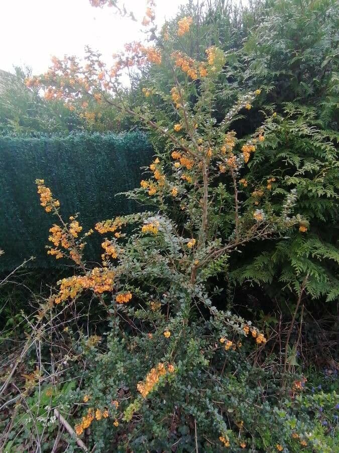 Berberis de Darwin 11