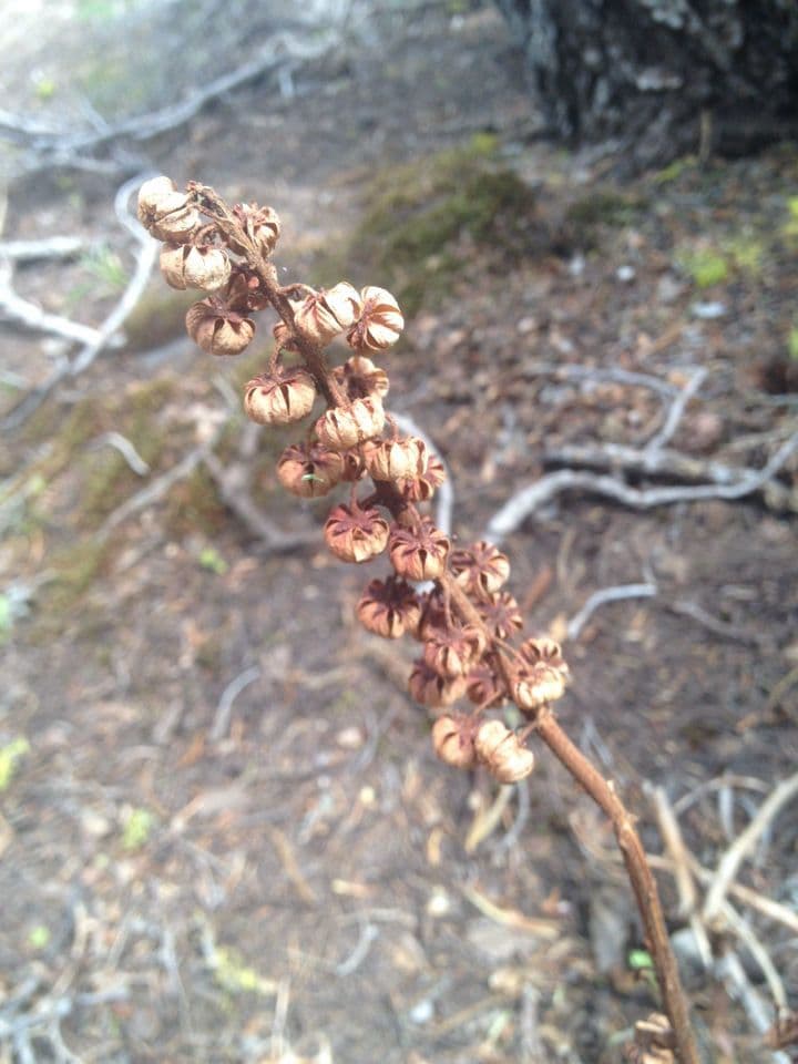 Pterospora andromedea 5