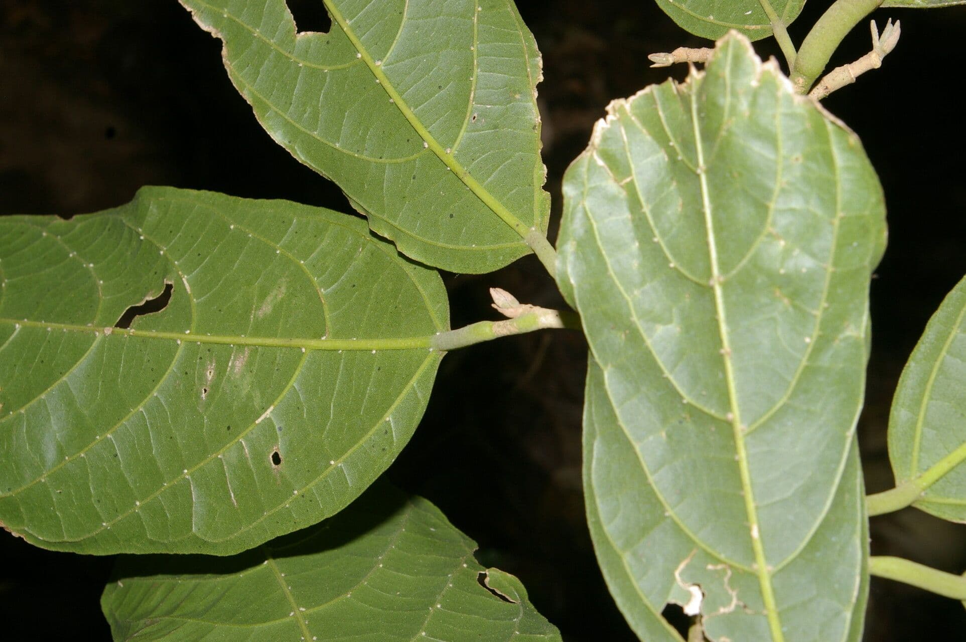 Quararibea funebris 9