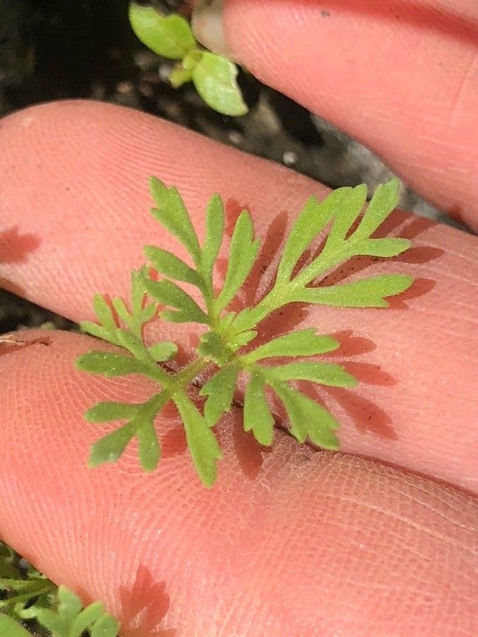 Leucospora multifida 9