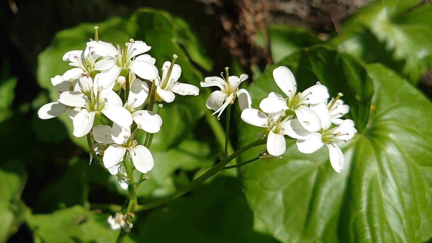 Gadia asarifolia 10