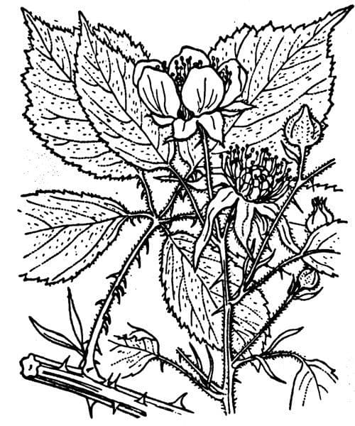 Rovo grato 27