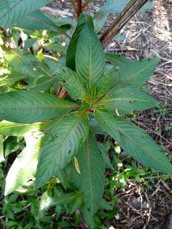 Ludwigia 5