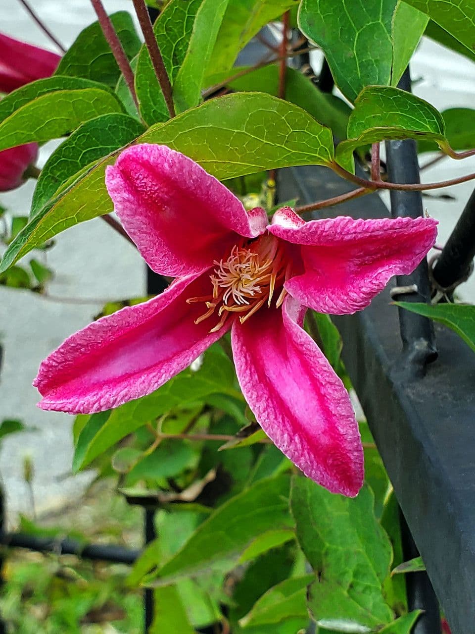 Clematis 5