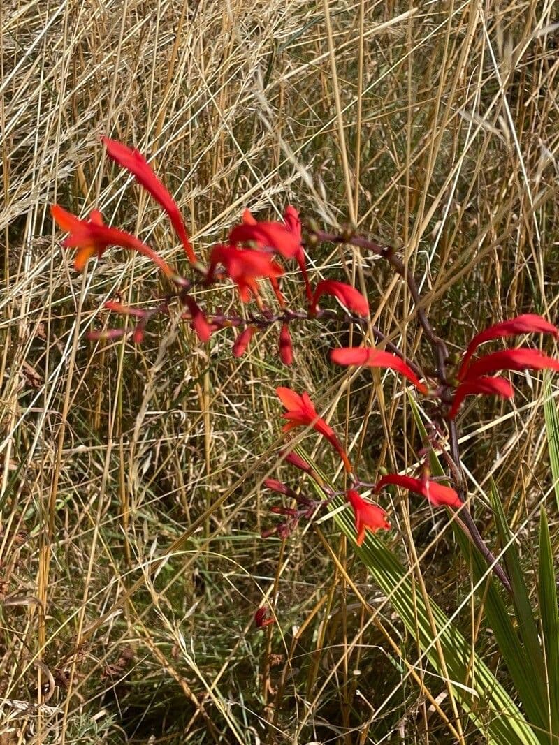 Crocosmia paniculata 4