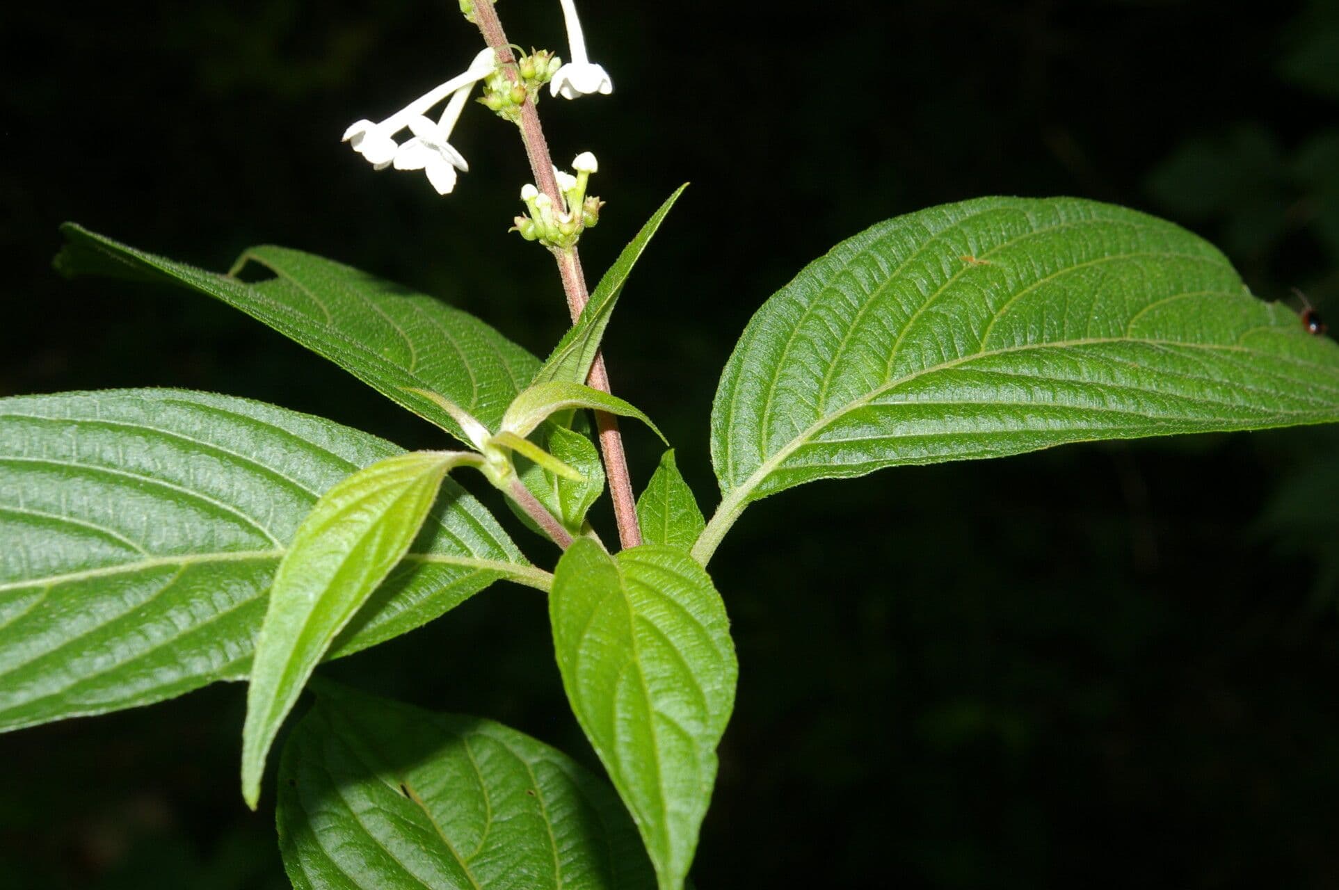 Gonzalagunia 6