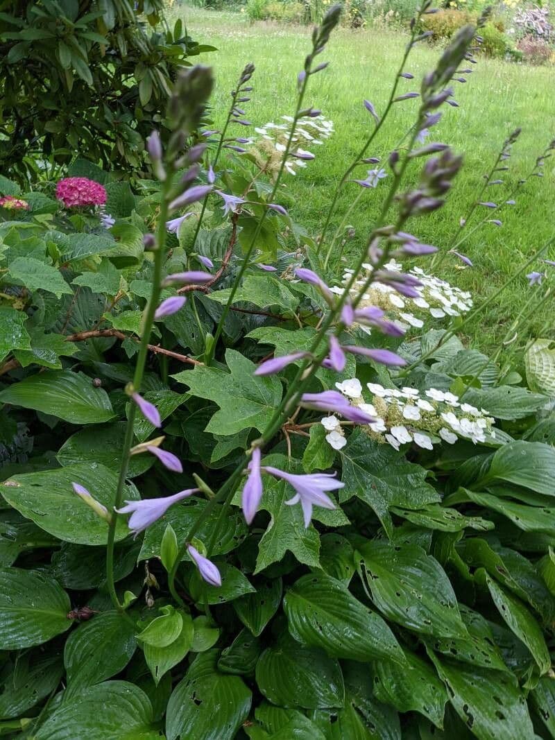 Hosta ventricosa 6