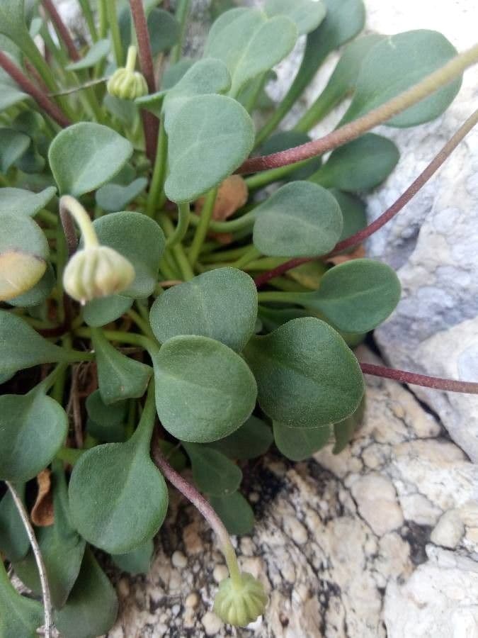 Dickblättriges Gänseblümchen 10
