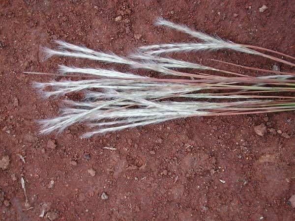 Schizachyrium condensatum 6