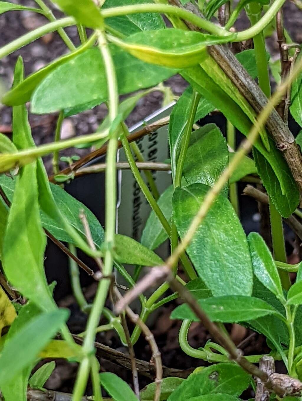 Salvia 4