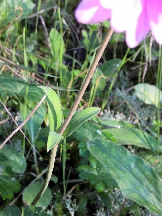 Anemone dei giardini 20