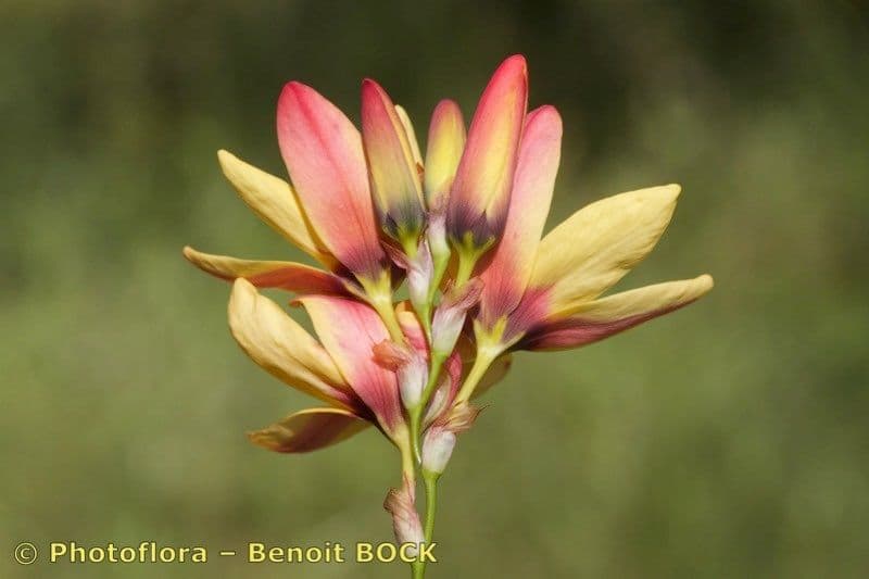 Ixia 6