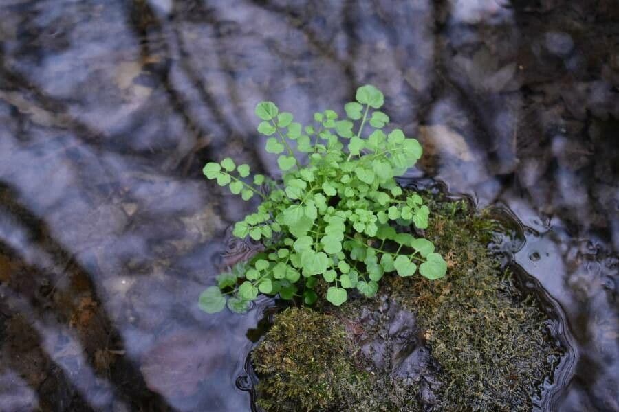 Cardamine flexueuse 18