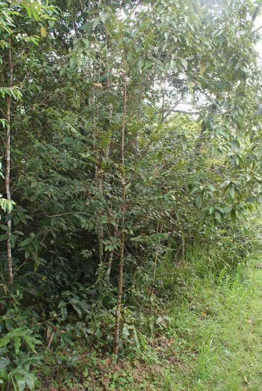 Phyllanthus phillyreifolius 12
