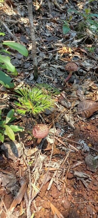 Schizaea