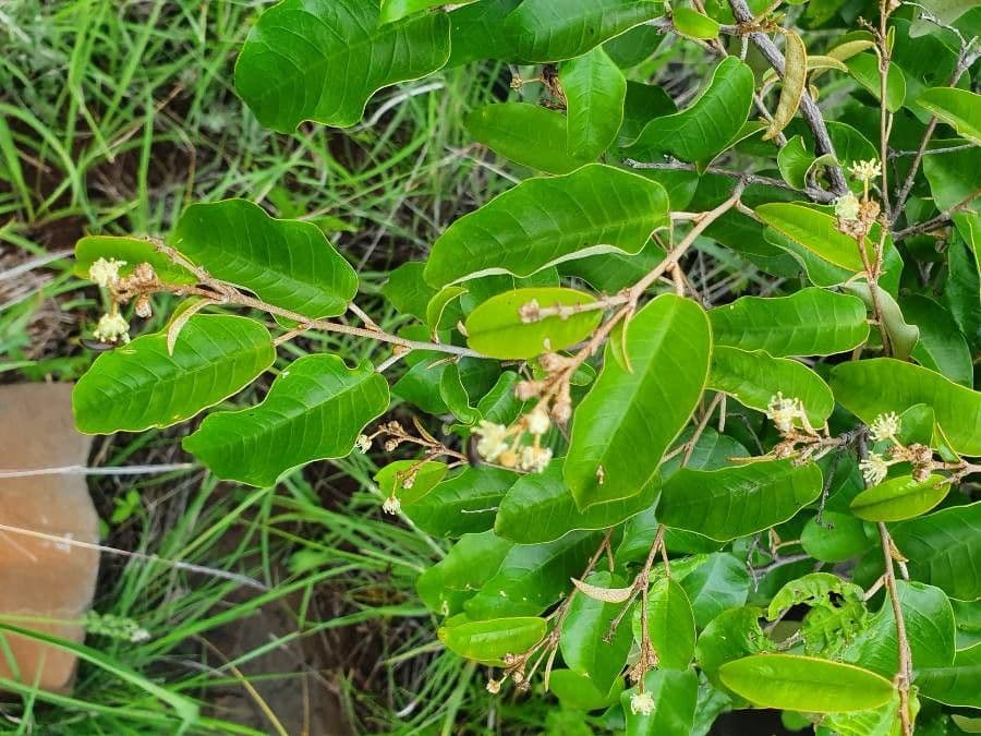 Croton dicogamo 2
