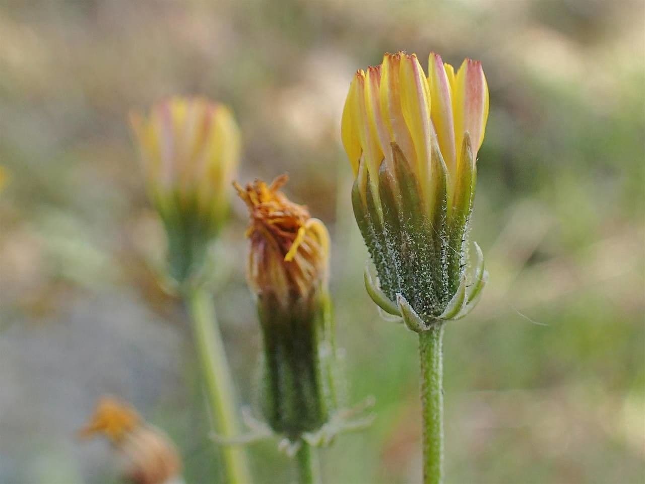 Radicchiella vescicosa 3