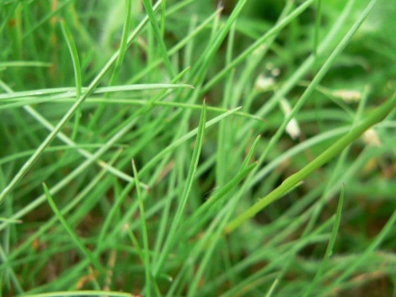 Festuca annerente 4