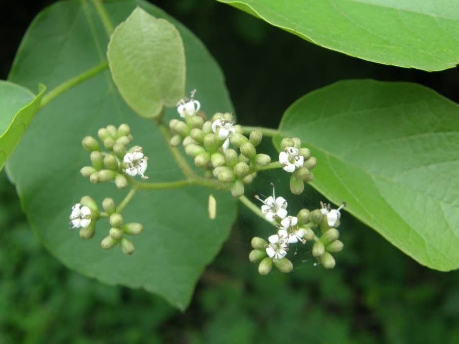 Cordia