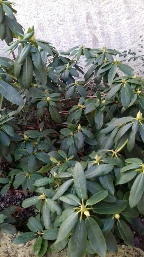 Rododendro massimo 15