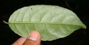 Hippocratea 12