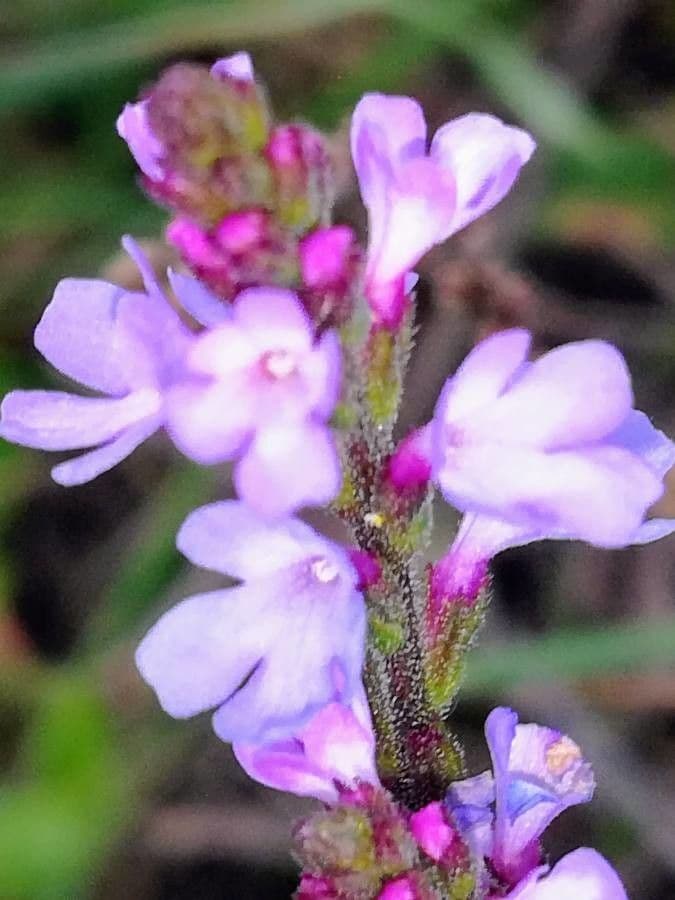 Verbena comune 7