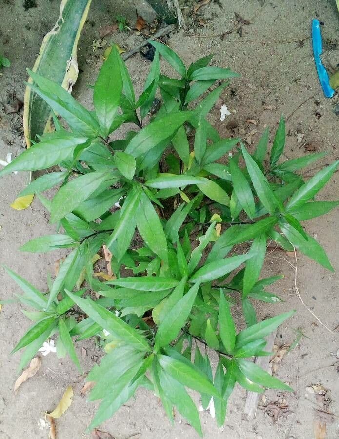 Gendarussa 12