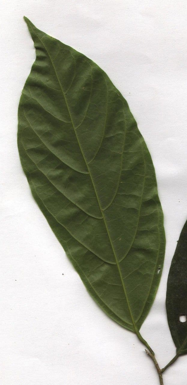 Quararibea 11