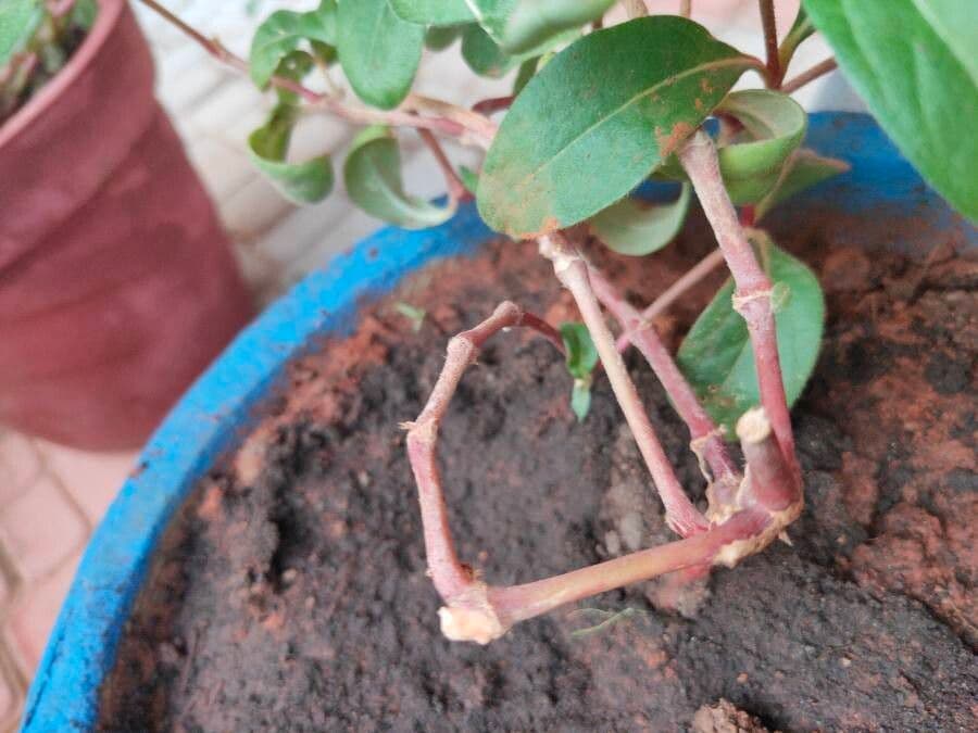 Gomphrena globuleuse 24