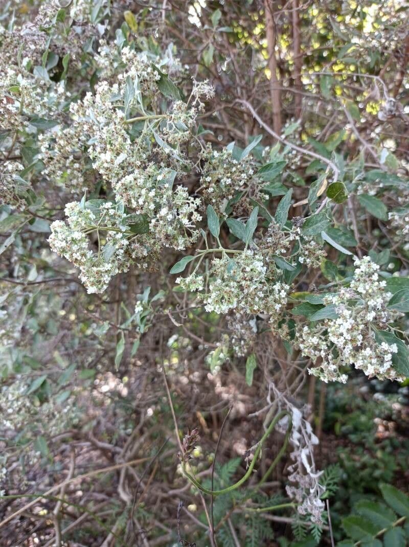Bystropogon 3