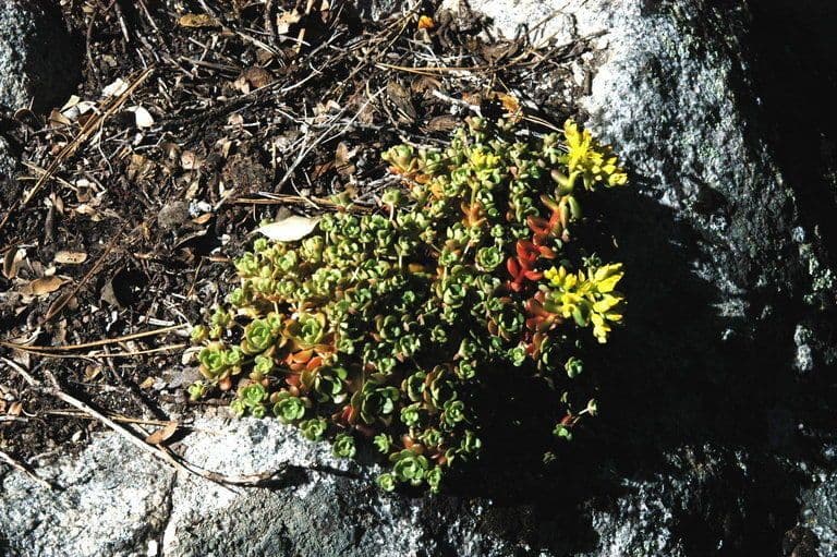 Borracina 2