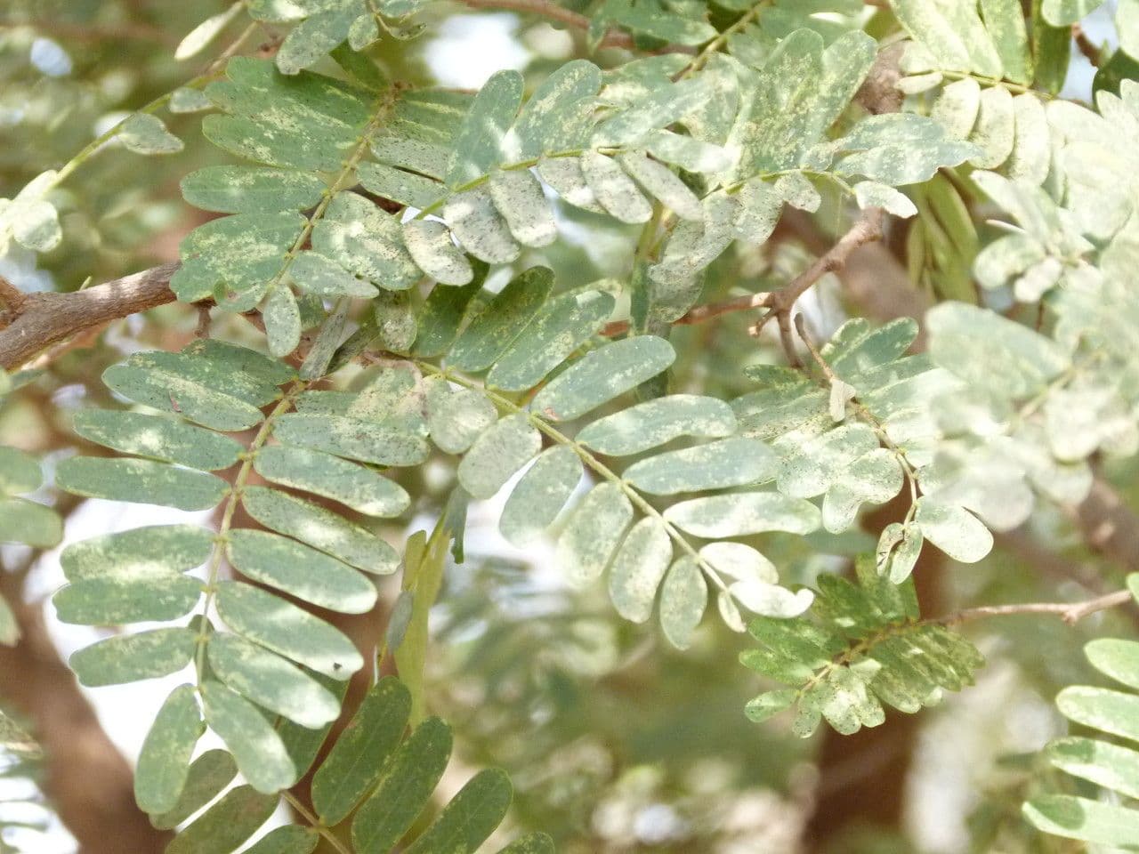 Tamarinde 26